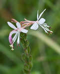 gaura